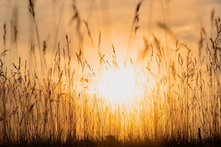 Vitamin D: Why It Matters and How to Get Enough