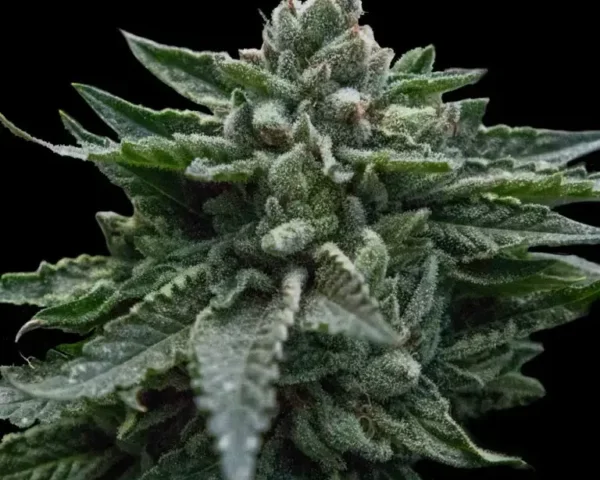 DNA Genetics Reviewed: What Twenty Years of Breeding Actually Buys a Grower