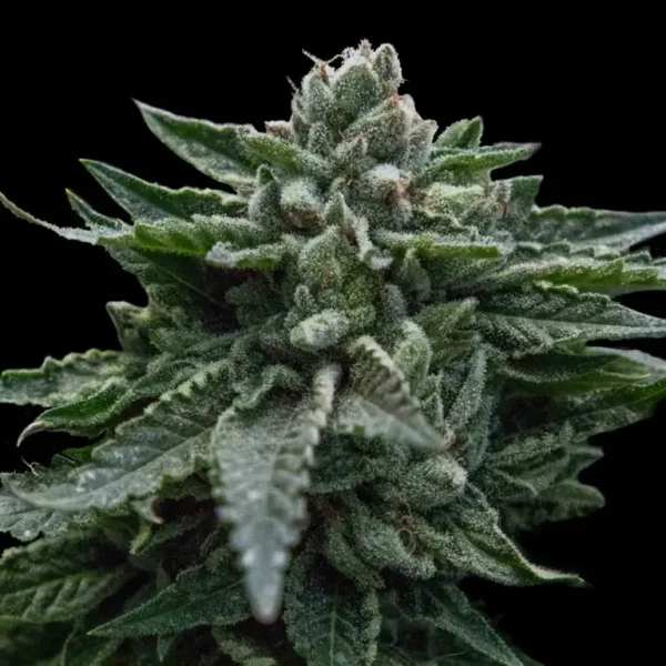 DNA Genetics Reviewed: What Twenty Years of Breeding Actually Buys a Grower