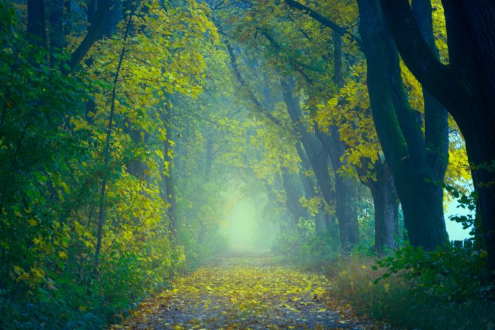 Forest Bathing and Nature Exposure: What the Evidence Says About Time Outdoors