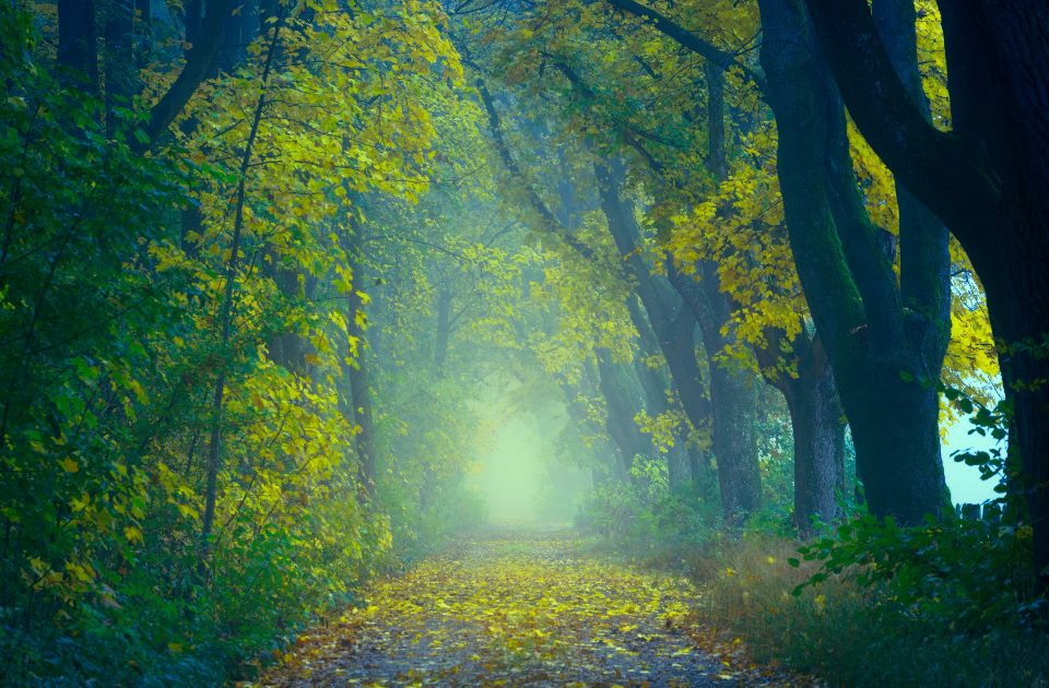 Forest Bathing and Nature Exposure: What the Evidence Says About Time Outdoors