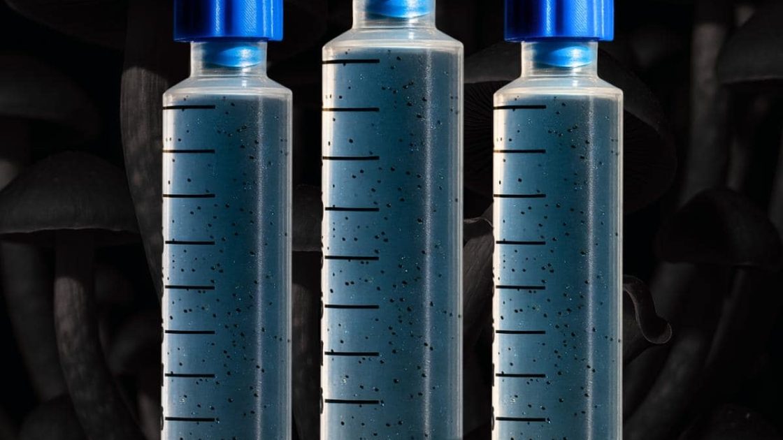 Fungus Head Honest Review: A Microscopy Hobbyist’s Verdict