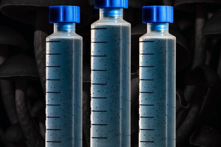 Fungus Head Honest Review: A Microscopy Hobbyist’s Verdict
